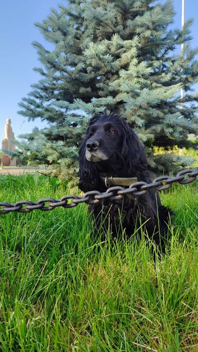 Отдам собаку спаниель