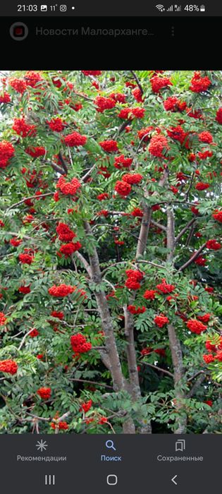 Ленкоранская альбиция рябина