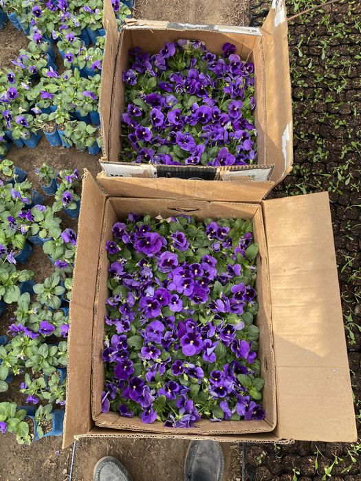 Гул кучатлар, уруглар , гуллар