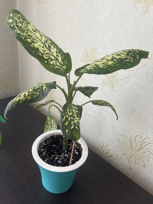 Дифинбахия комнатные цветы