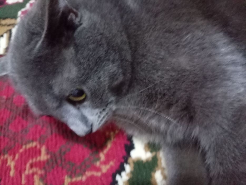 Мушук сотилади,  угил бола,