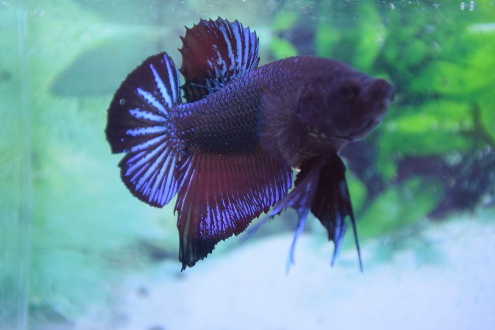 Pesti exotici de acvariu