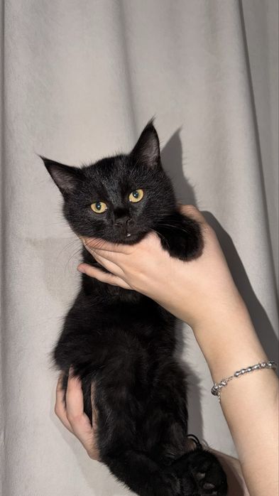 Британские котята