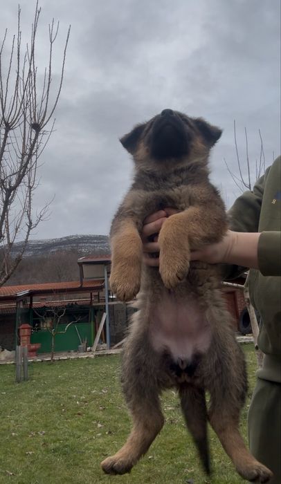 Чистокръвни Немски Овчарки