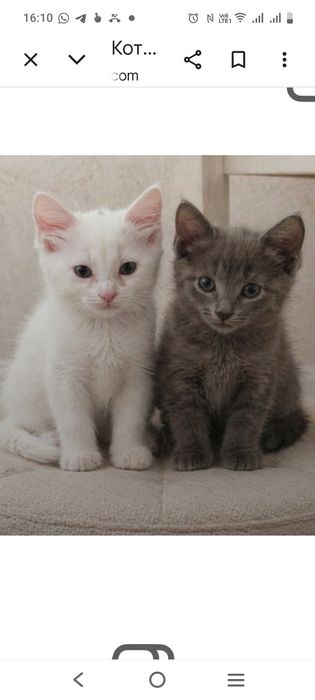 Котята! Котята! Котята!