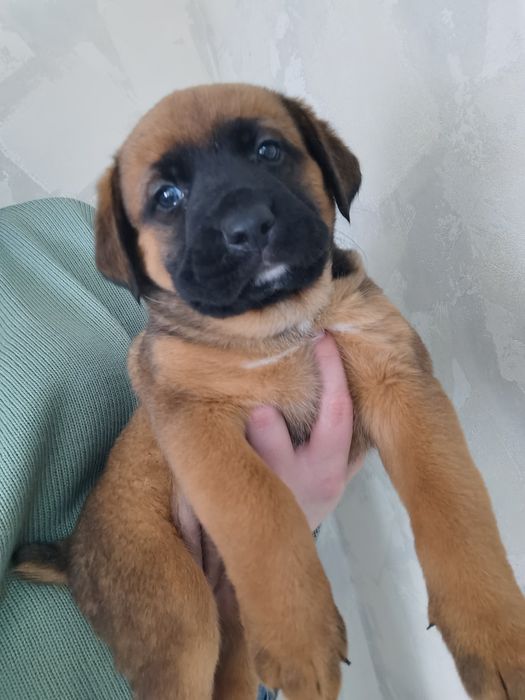 Щенки немецкого боксера