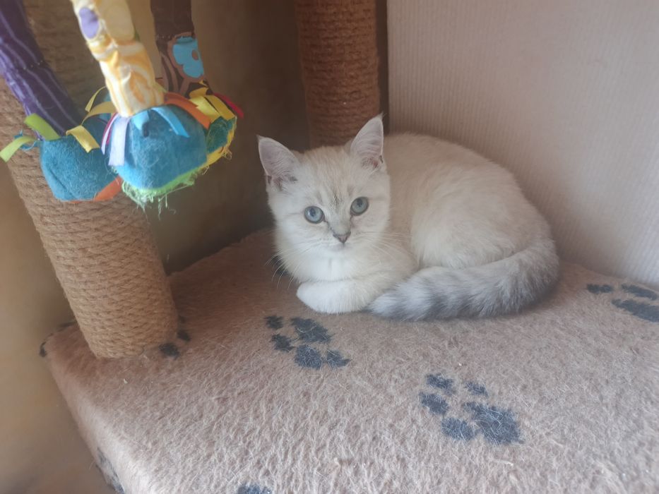 Котенок шиншилла мальчик