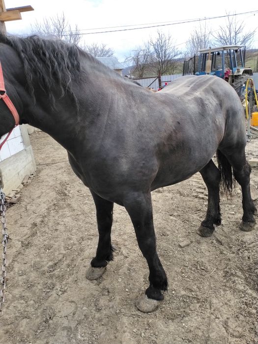 Harmăsar de vânzare