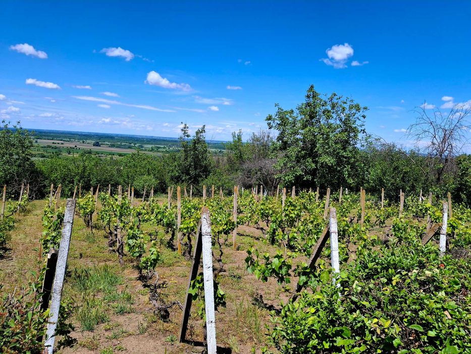 Продава се Къща в с. Остров, Област Враца - 120 кв.м за 309 €/кв.м - Снимка #9