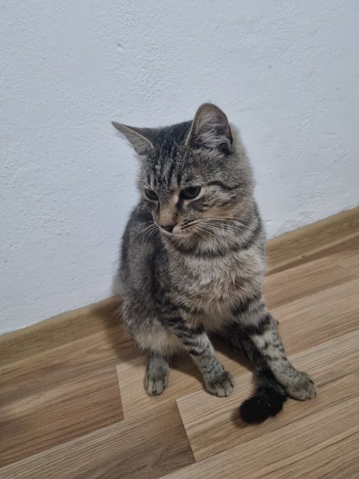 Donez motan in varsta de 1 an foarte blând