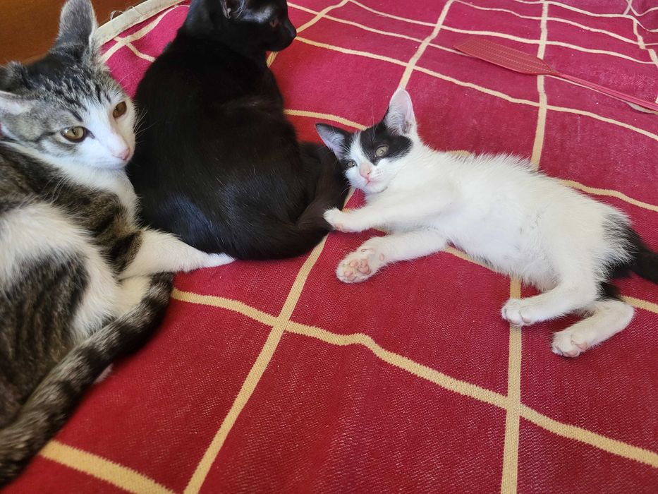 Котята девочки отдаю в хорошие руки