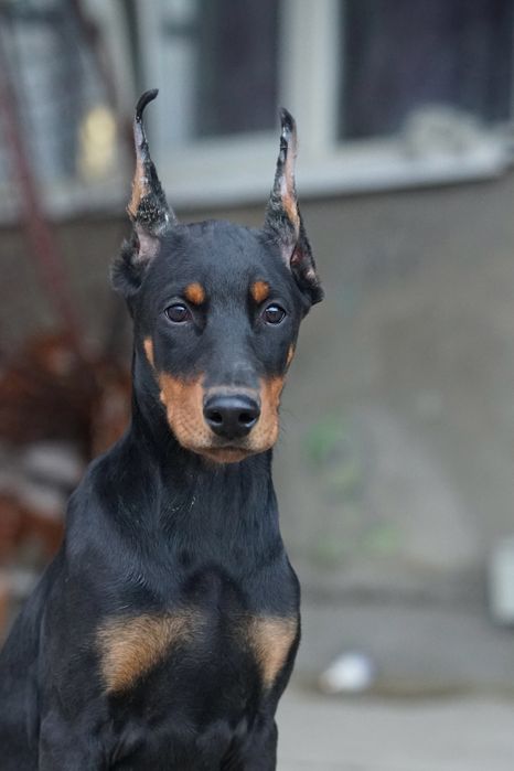 Продаются щенки добермана