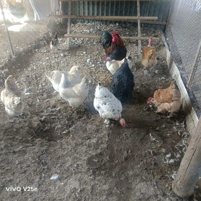 Продам домашних кур