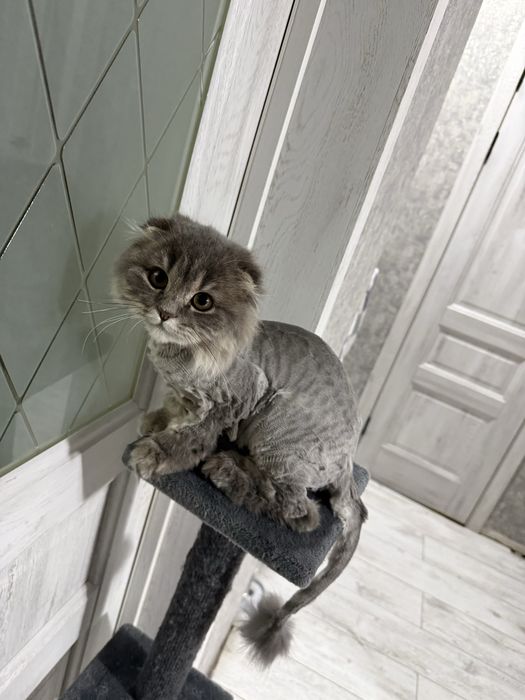 Продам кошка скоттиш фолд