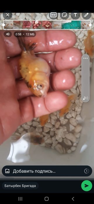 Балық 5см тез сатылады