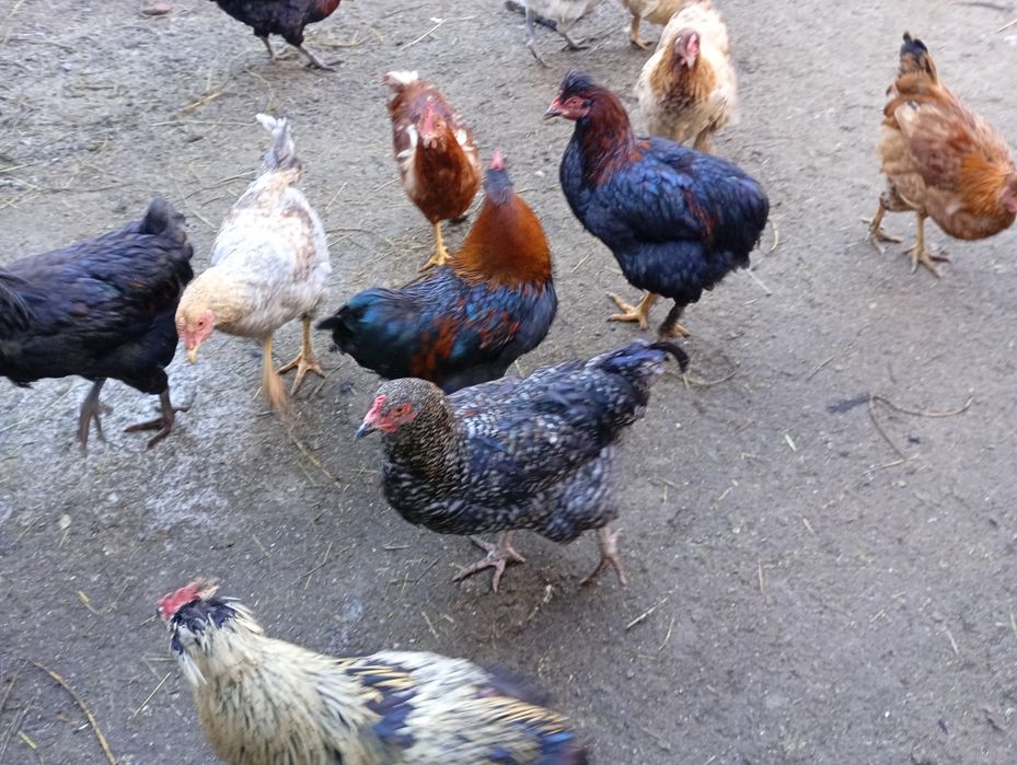 Vând cocosi pentru tăiat