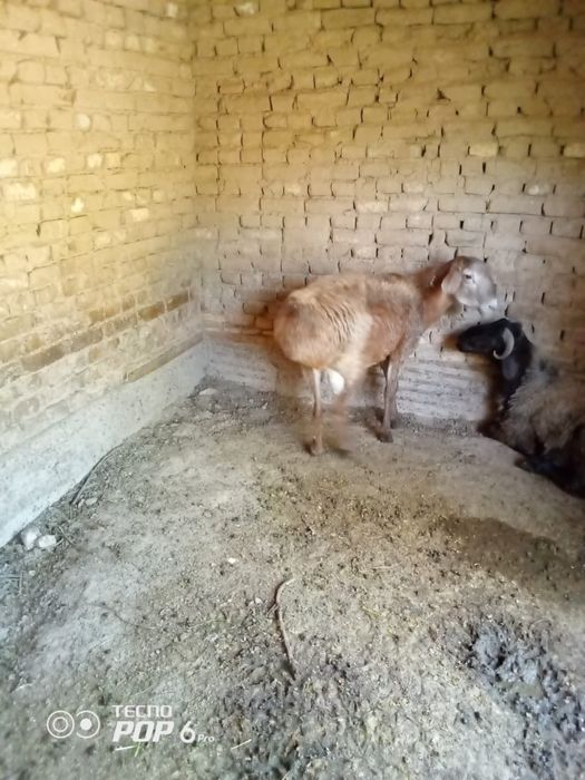 Бордақы қошқар сатылады бағасы келісімді