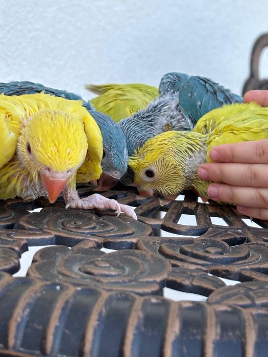 Papagali pui micul alexandru foarte blanzi cu copiii micul alexander