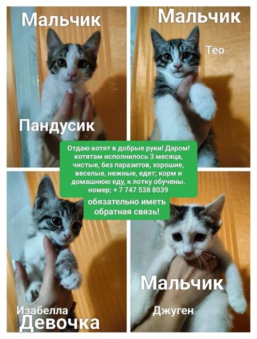 Отдаю котят даром (бесплатно), только ответственным людям!