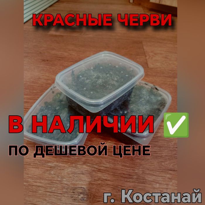 Черви "старатели"  100 банок ОПТОМ