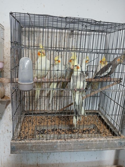 Vând   papagali  peruși  ,nimfe, micul Alexandru  pui inelati 2025