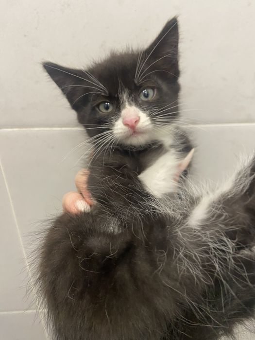 Котята девочки мальчики 29.07