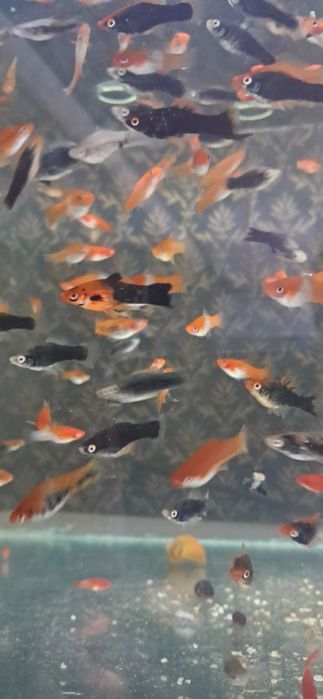 Аквариумные рыбки меченосцы моллинезия гуппи