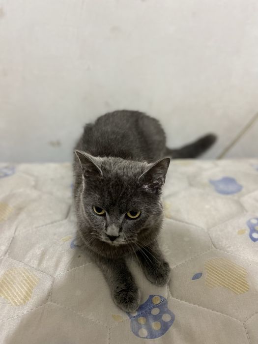 Skottish strait mushugi