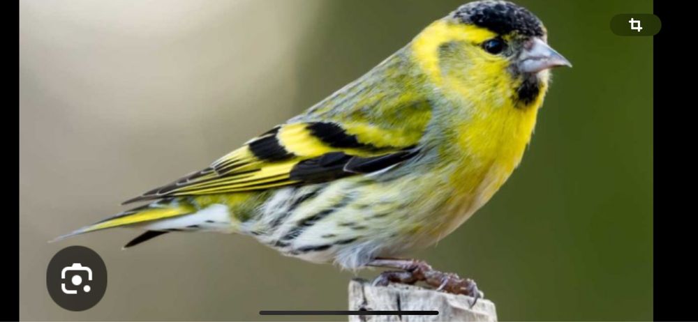 Певчие птички чижи