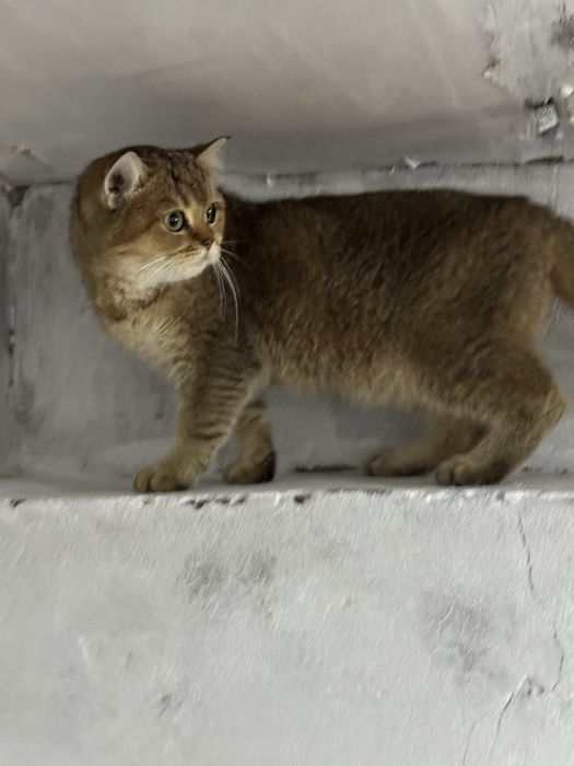 Продается кошка британская золотистая шиншилла