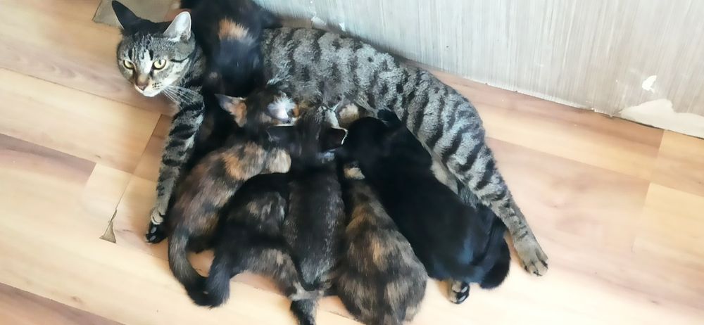 Котята 3 месяца 5шт