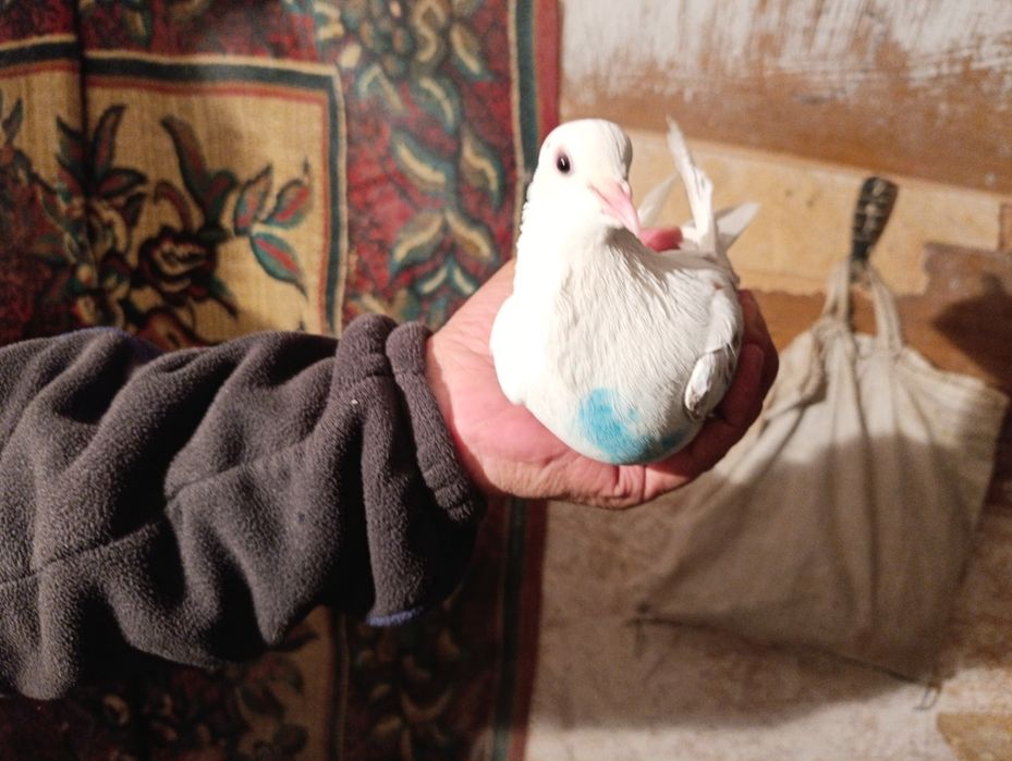 Голуби бакинцы  год