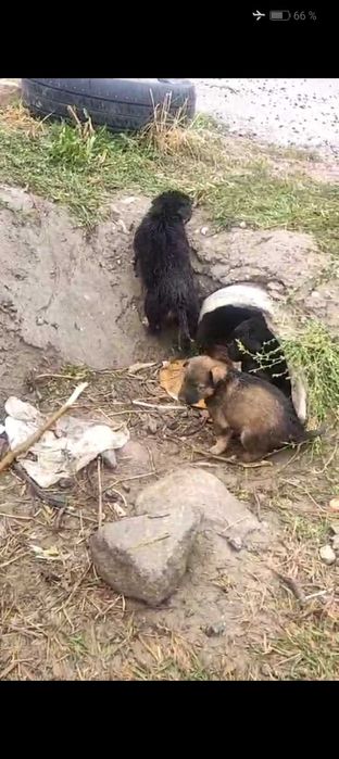 Щенки в кыргаулды