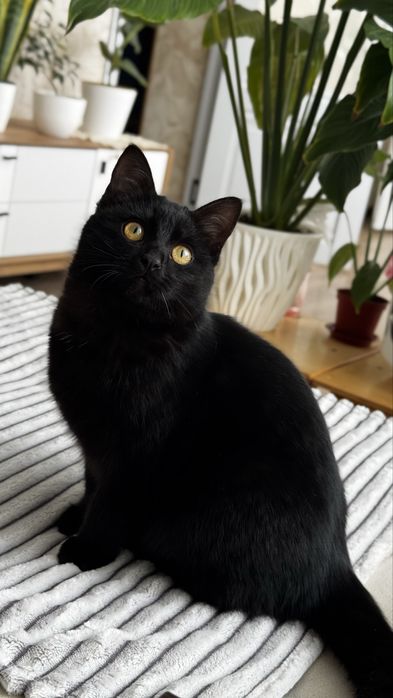 Ласковая кошечка 6 месяцев ищет любящую семью