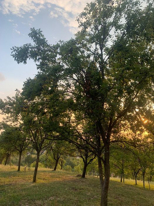 Prune de vânzare pentru țuică
