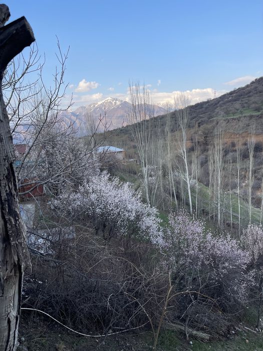 Дача/Dacha Юсуфхона