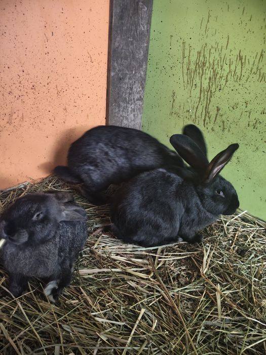 Vând iepuri uriaș german