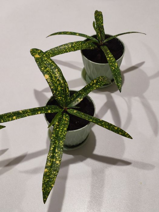 Кротон красивый.