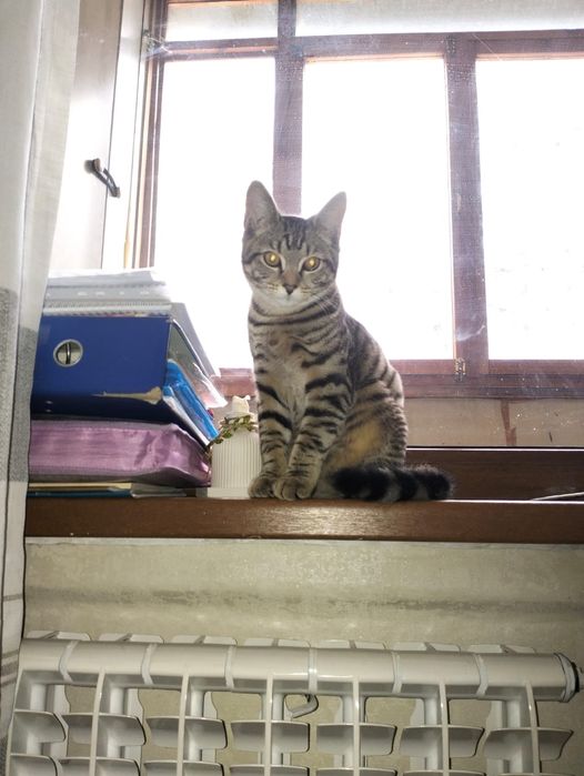 Отдам в хорошие руки