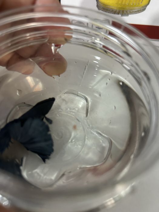 Перушок Рыбка аквариумная