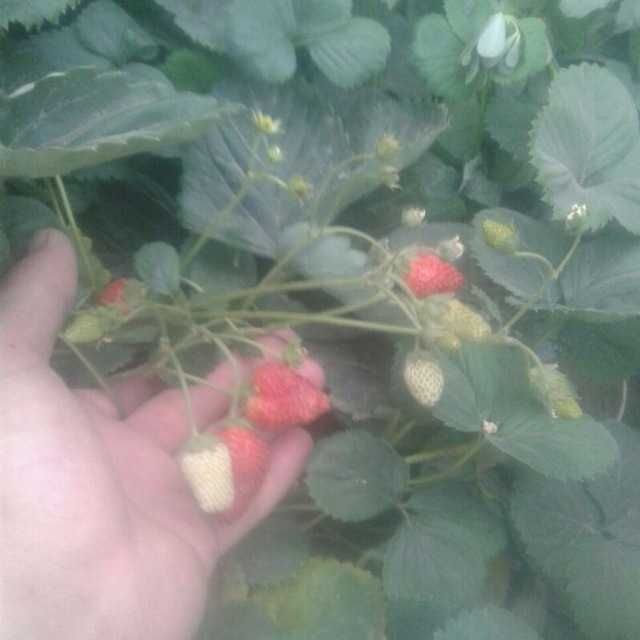 KIVI  va  Limon  gul   Qulibnika  ko`chatlari  Sotiladi.