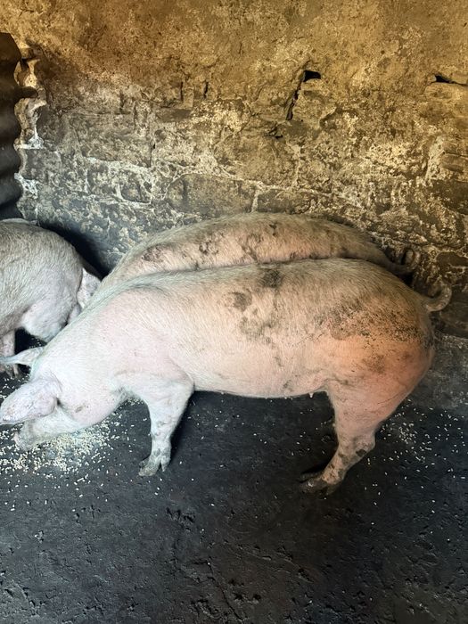 Прасета от 70-90кг