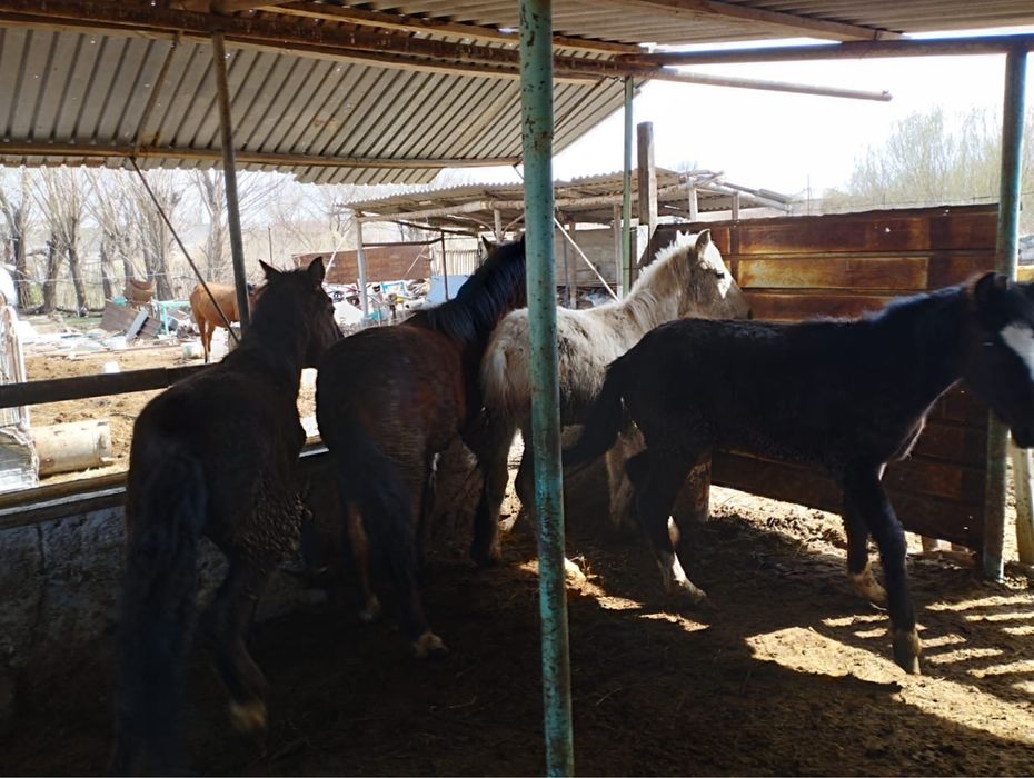 Тайлар  сатылады