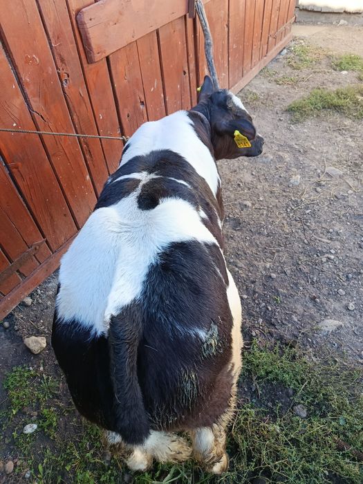 Vând vițel belgian