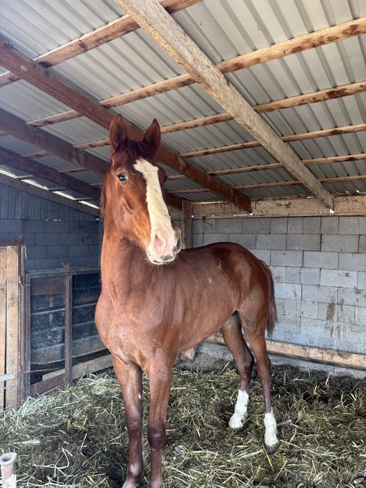 Ассалаумағалейкум осы құнан сатылады