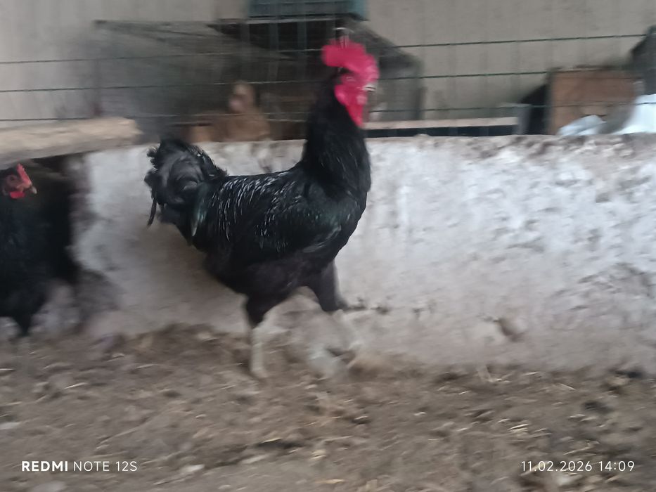 Qora shaxzoda gigant tuxum jo'jalariga zakaz olamiz