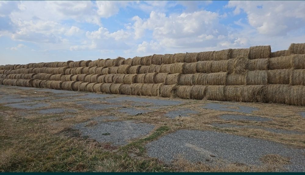 Продам сено в рулонах