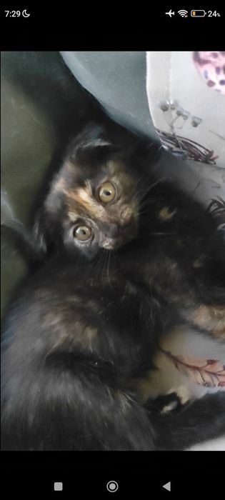 Котенок отдам в добрые  руки