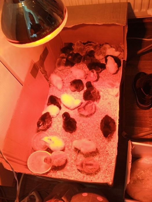 Pui de casa de LA gaini mixte