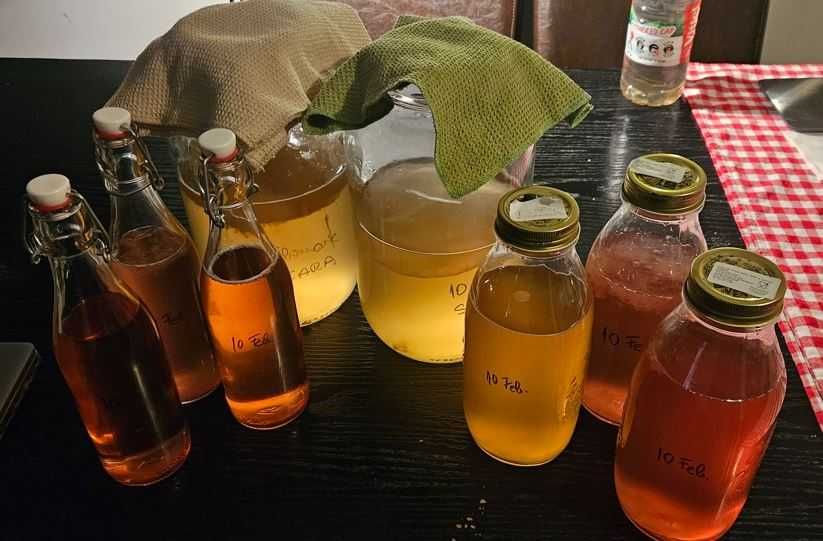 Cultura Kombucha